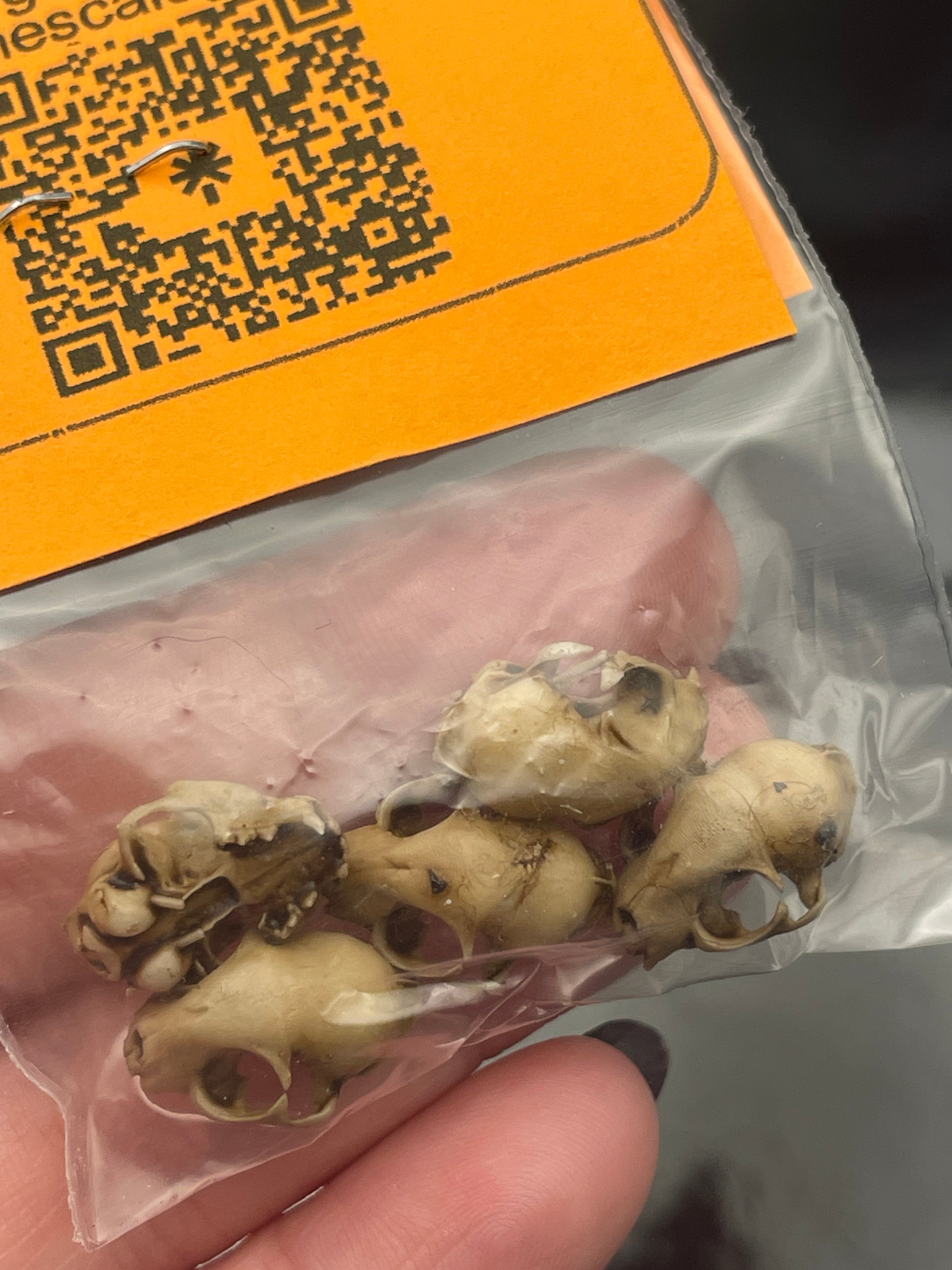 3D Printed & Painted Cat Skulls