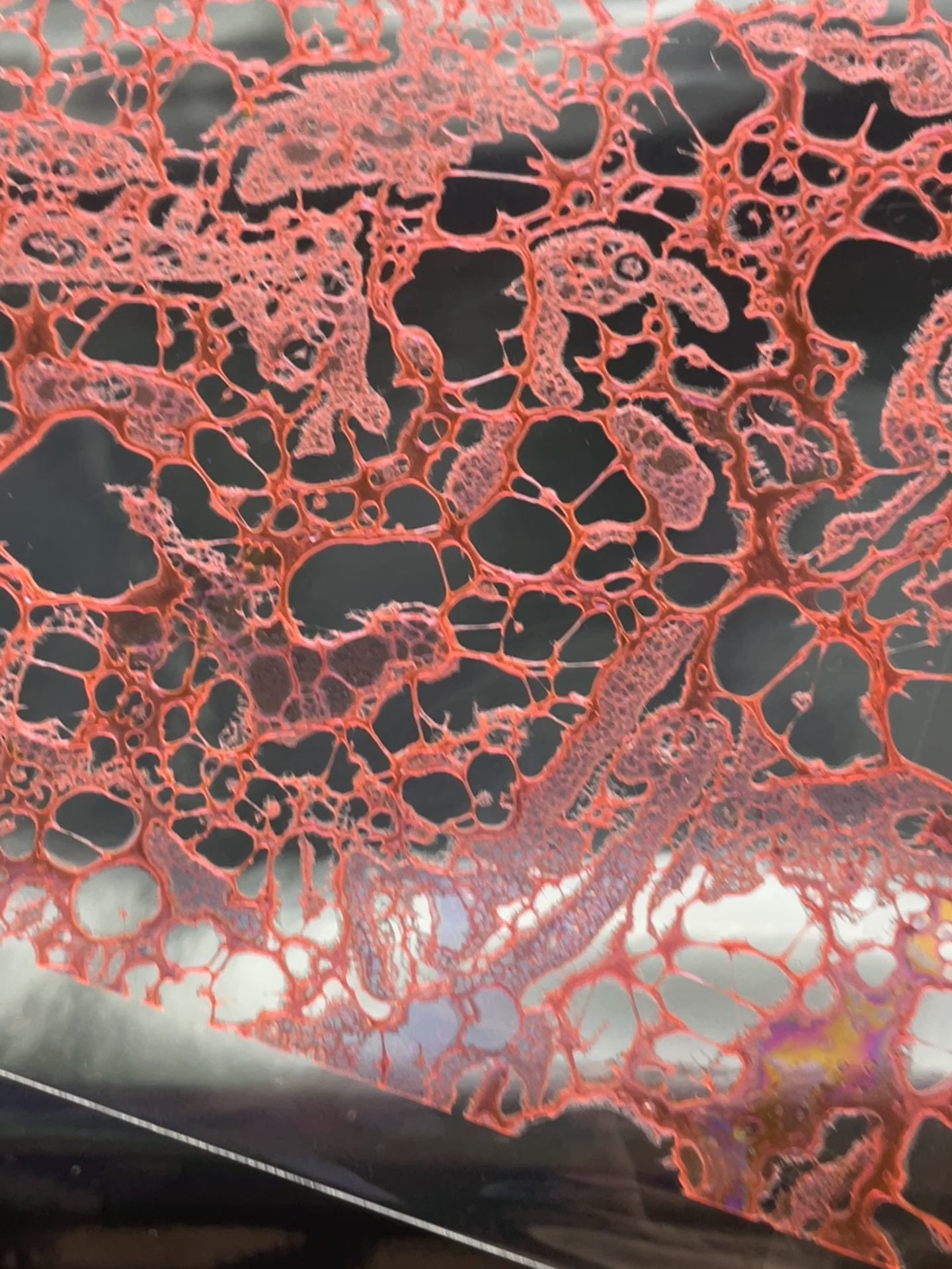 Dichroic Sheet - #18